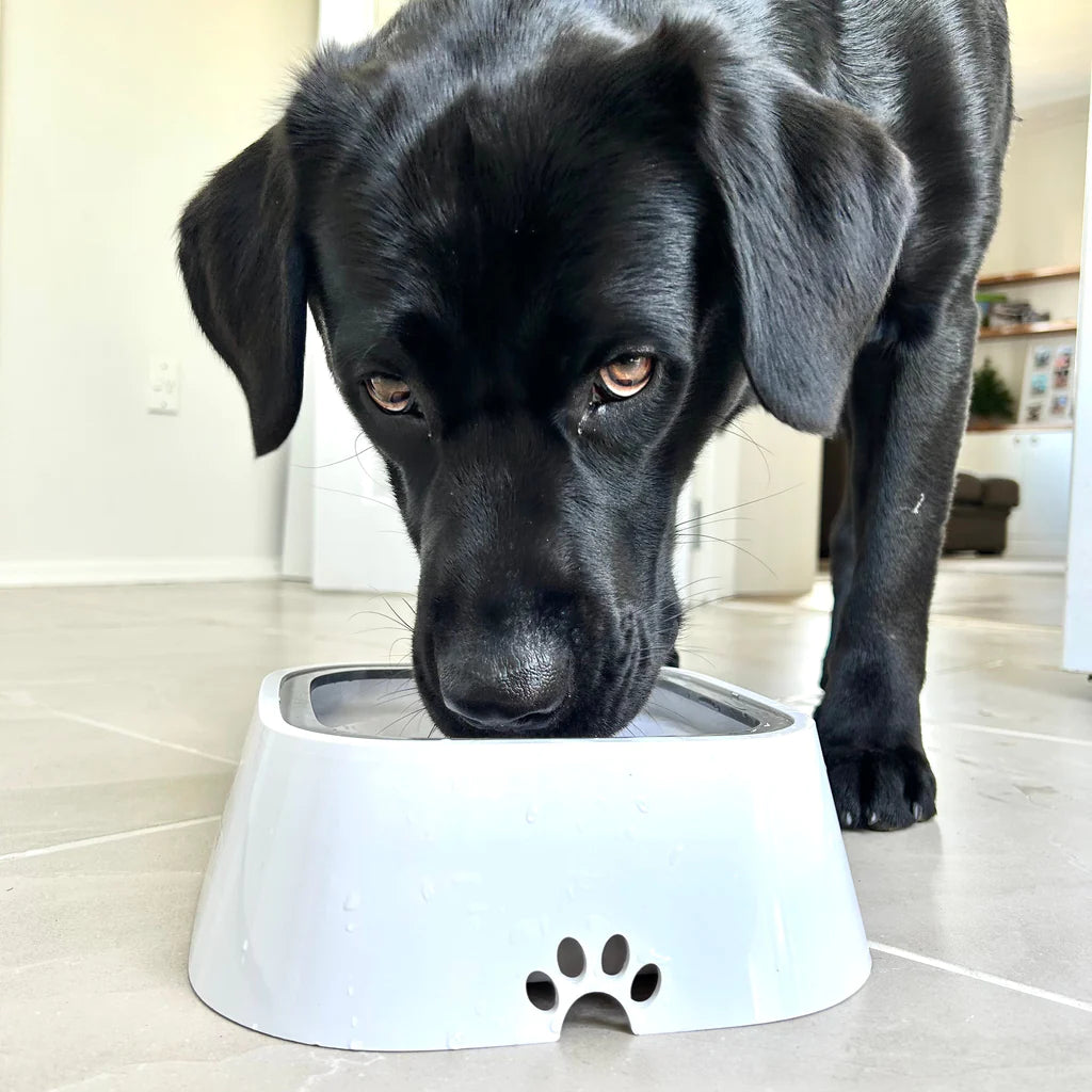 Pets Care™ Water Bowl